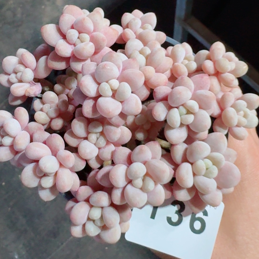 鱼子酱群生整装无砍         精品多肉