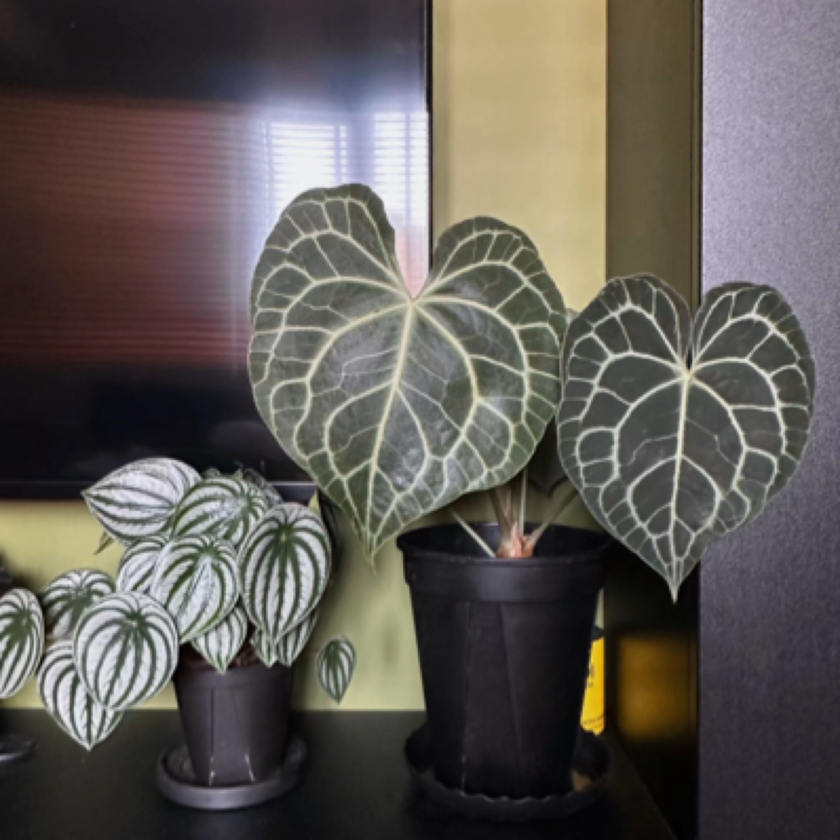 克莱恩水晶花烛室内养护绿植