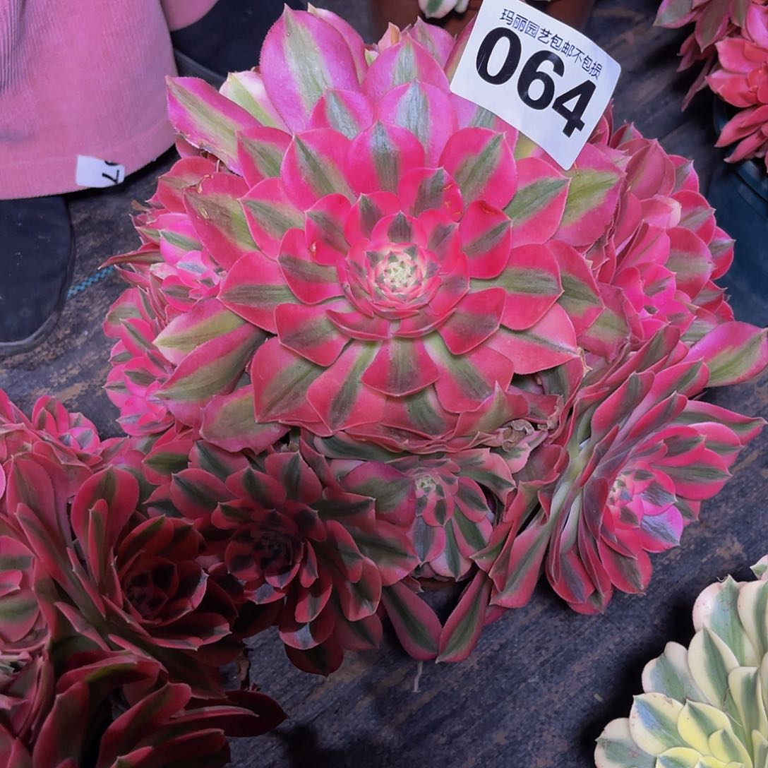 法师法师3//8包邮法师