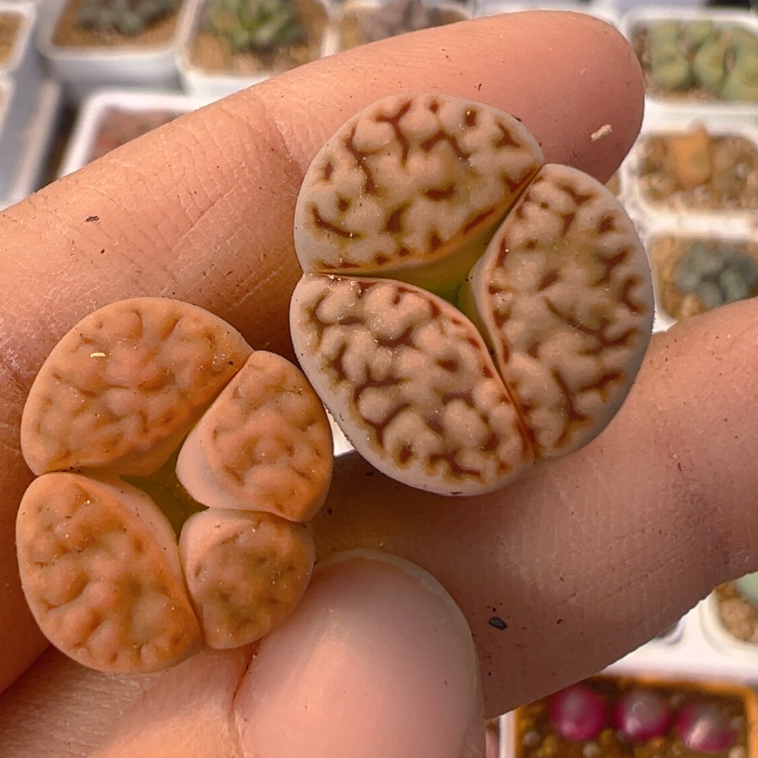 45多肉植物百科知识