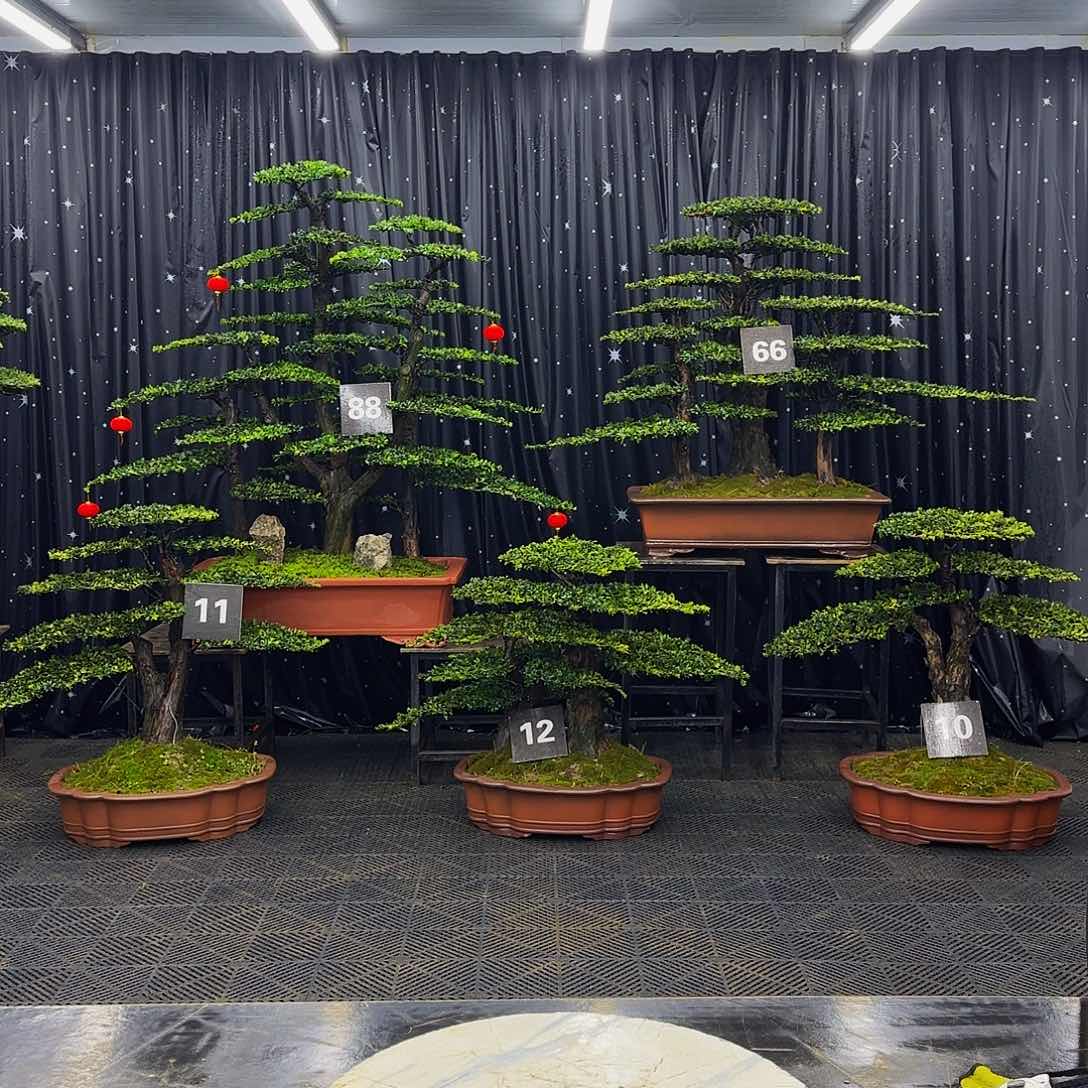 龙爪松高端造型盆景