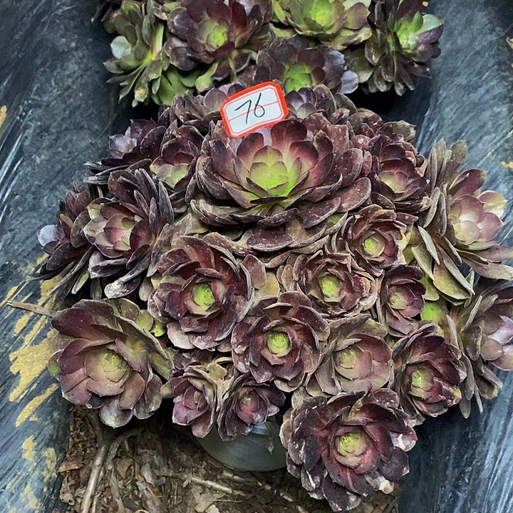 相***沫黑牡丹老桩捧花76号