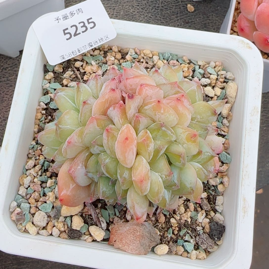 冰魄群，5235多肉植物