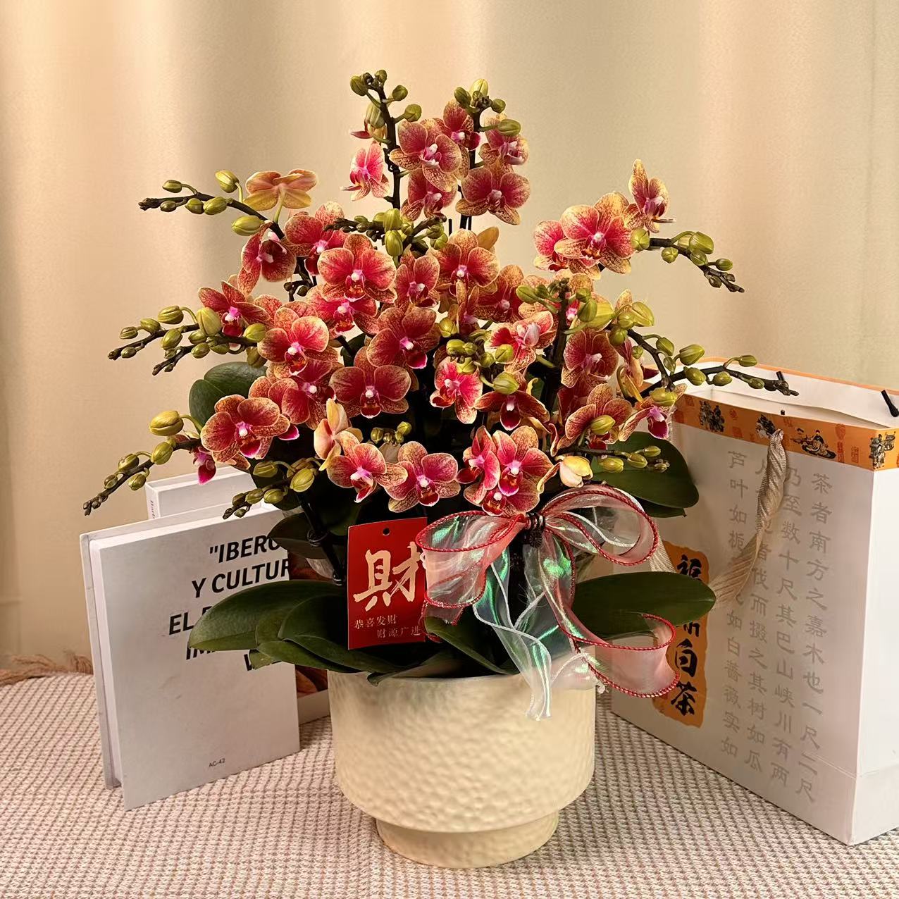 花世界蝴蝶蘭【金蝶】又称聚宝盆  年宵爆款花花  橘红色系  