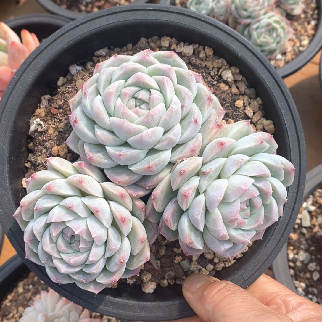 精品多肉一物一拍不包整63