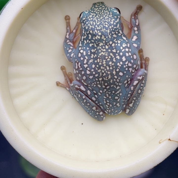 老爷树蛙10号顶级暴雪蓝