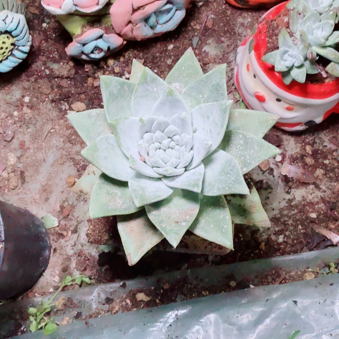 2898墨西哥苹果叶多肉