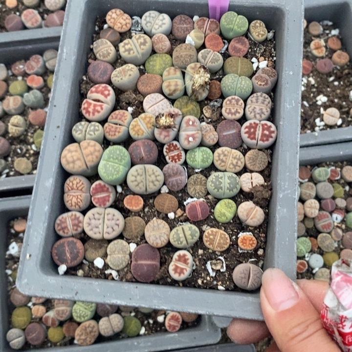 乐***：生石花的季节是最384