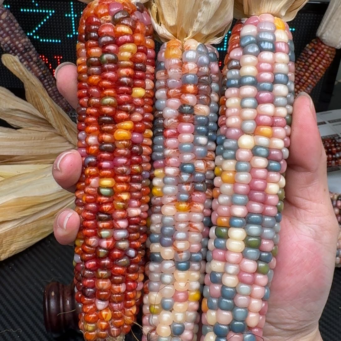 柏香籽/百香籽吊坠爱*