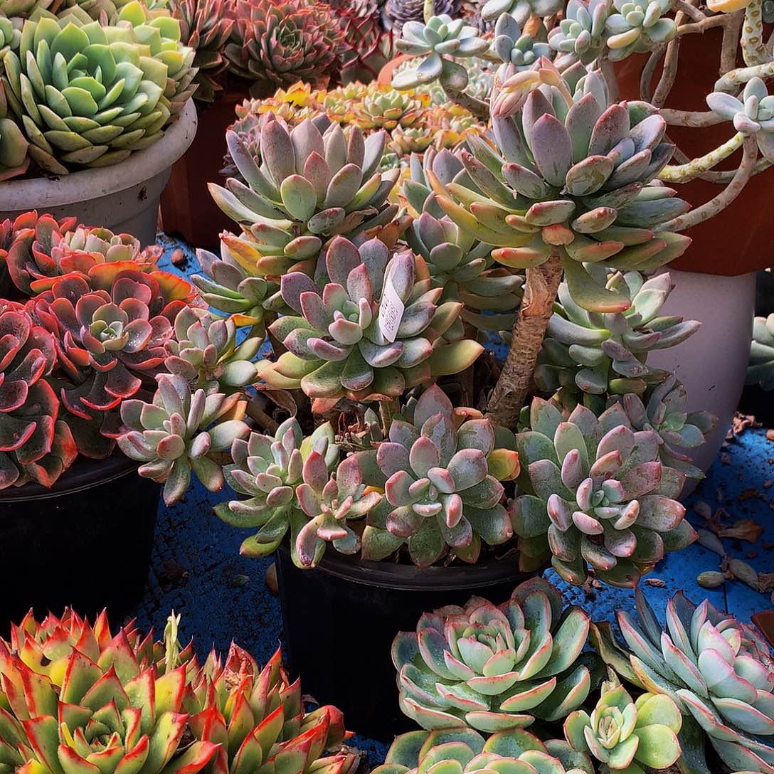 蜕***）    灰姑娘多肉09050