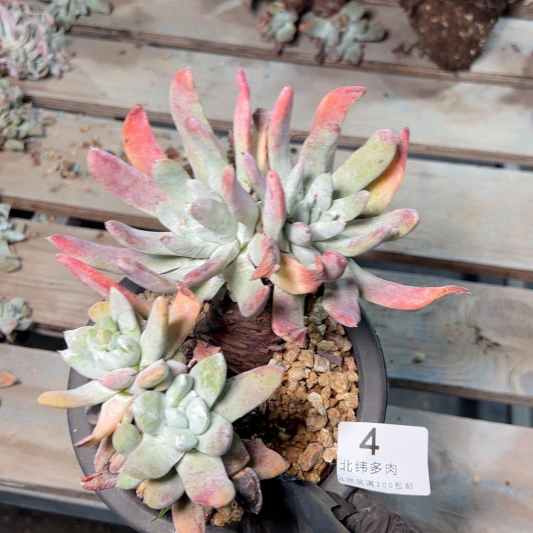 004个哈哈哈哈哈哈哈哈