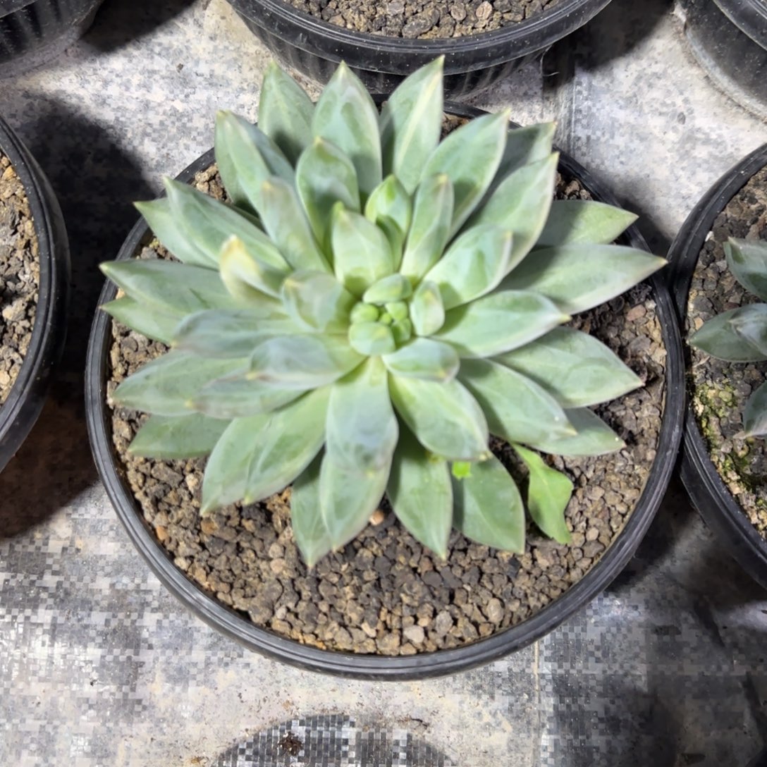 重楼多肉植物一物一拍