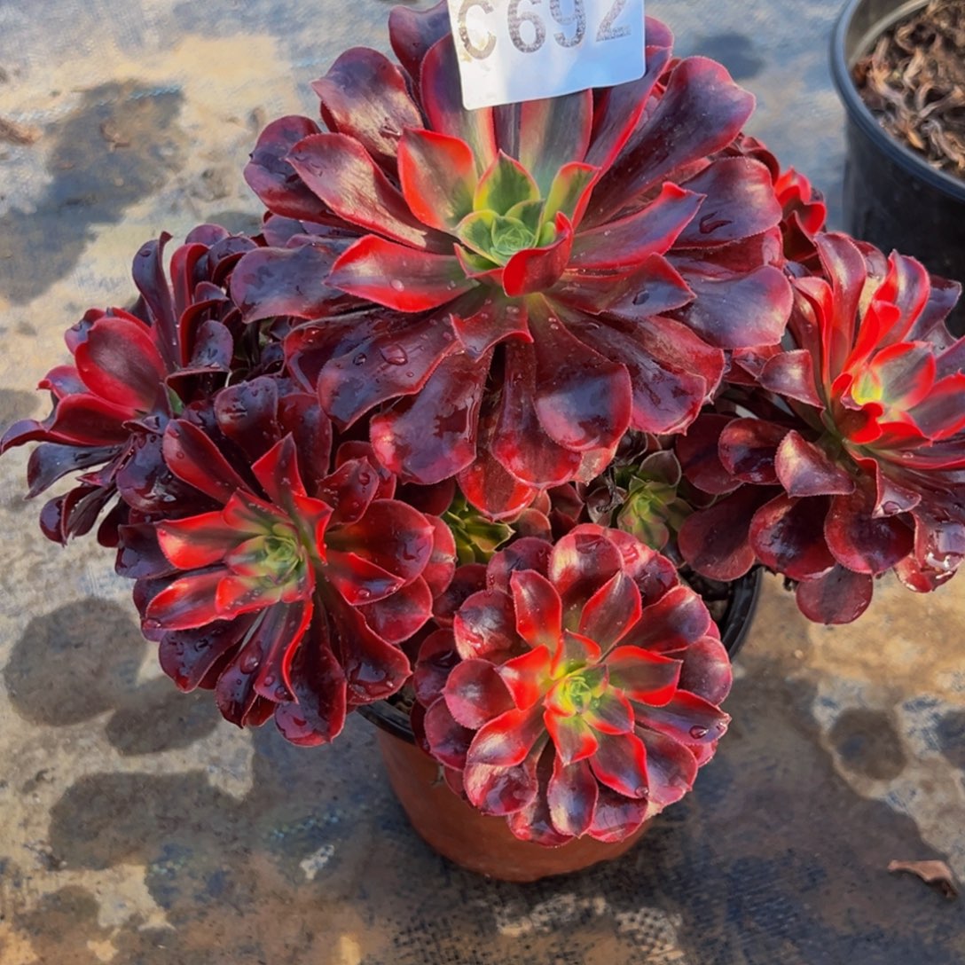 苗***苗无花朵美杜莎法师692