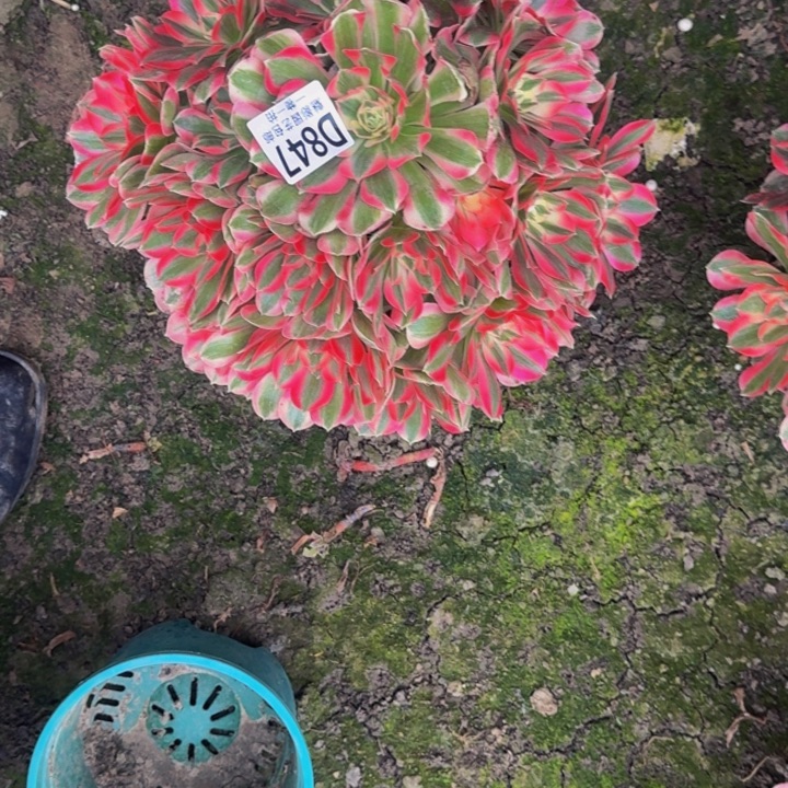 初恋花25-43包邮花花