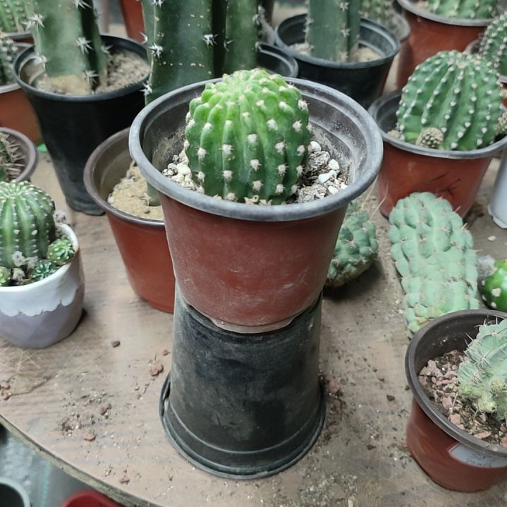 仙人球丽花调色板带根带盆