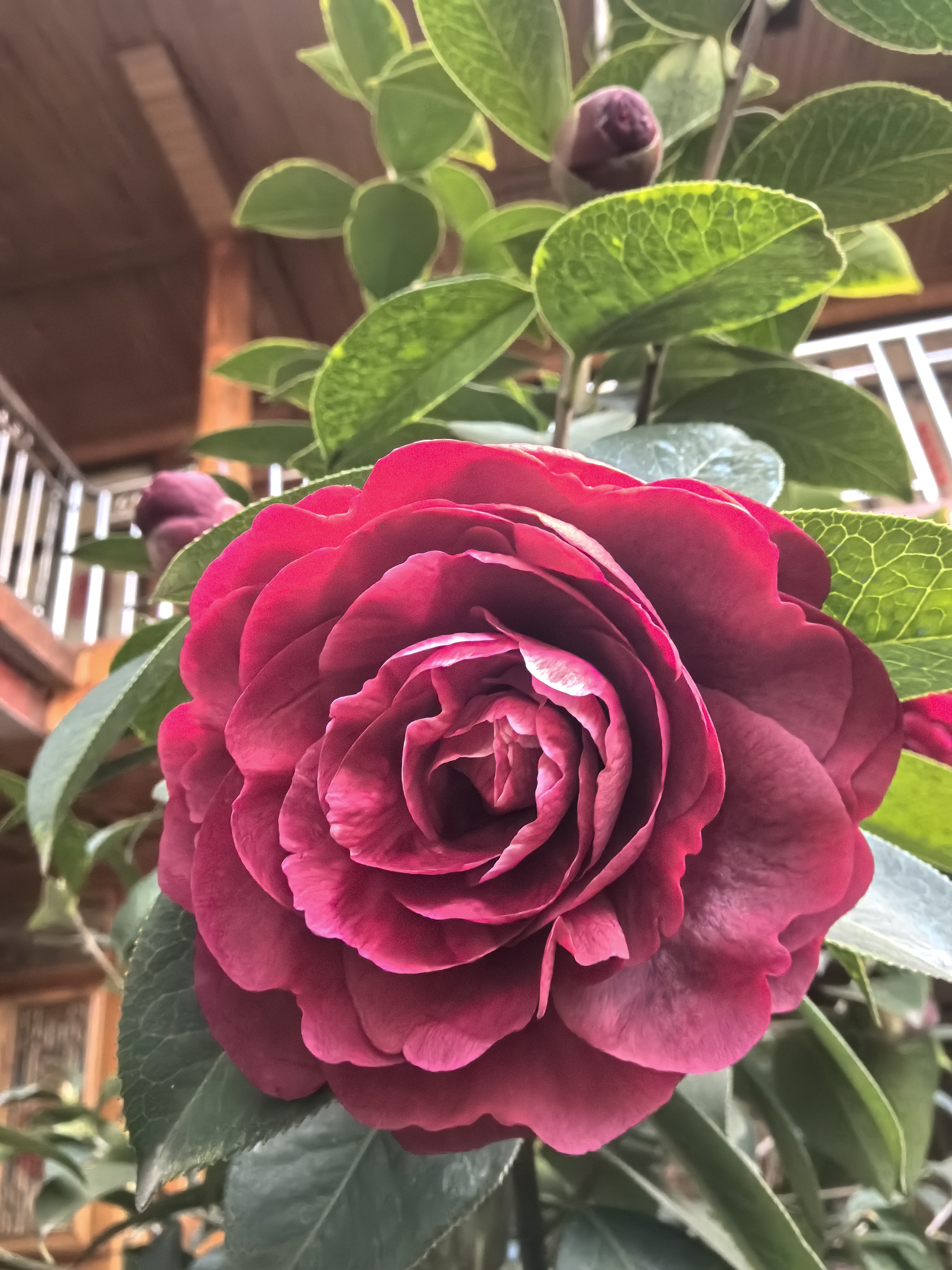 云南山茶花（直播专属链接，自主下单不发）