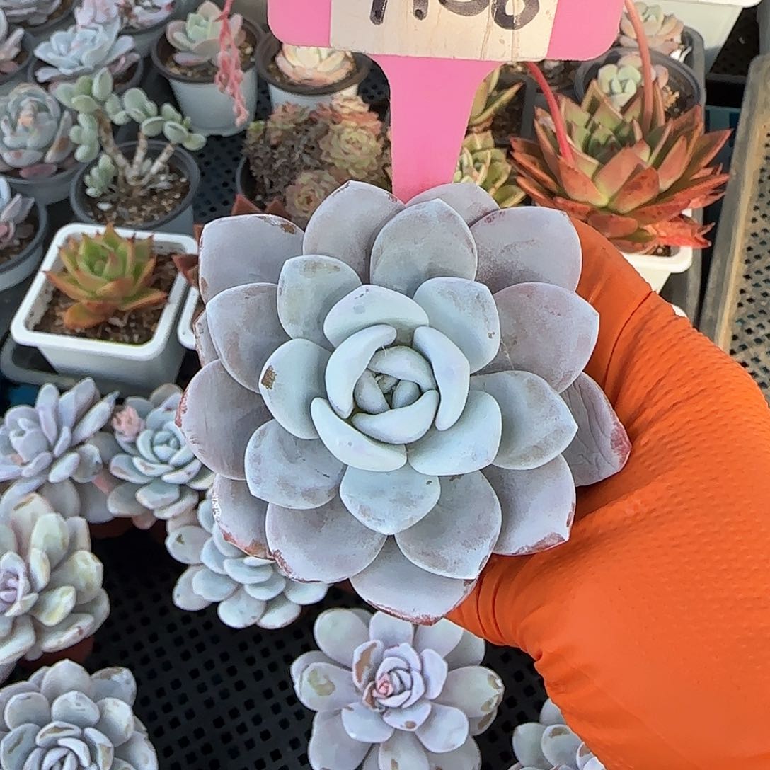 繁*JH58雪莲单头多肉