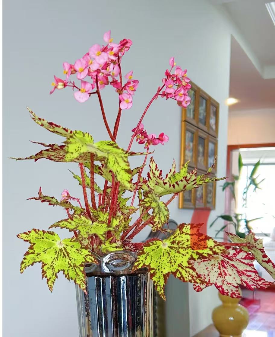 黄金几何，糖果，镭射绿洲秋海棠庭院观叶花热带雨林盆栽网红绿植