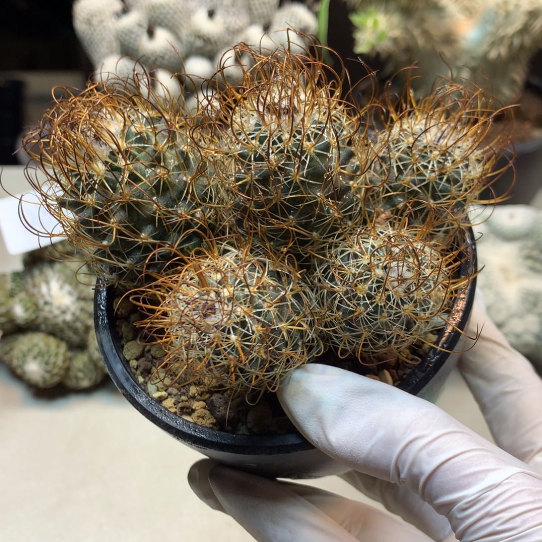 42号  自根草刺娇丽  群