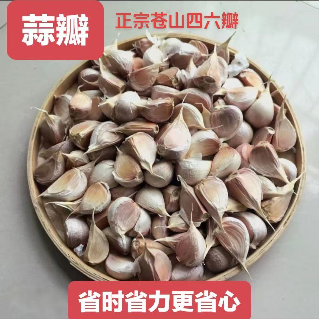大蒜瓣种子可吃可种中国大蒜之乡山东兰陵苍山白皮蒜瓣优选种子