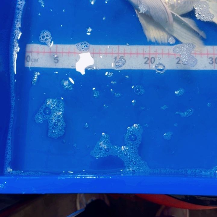以***后海水鱼蝴蝶鲤包邮170