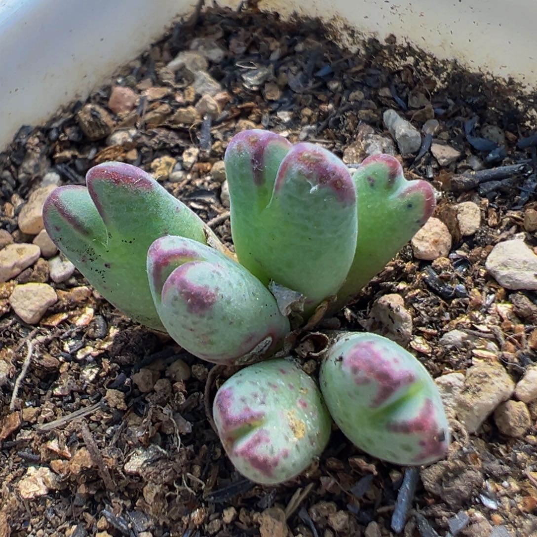 18多肉植物百科斑马