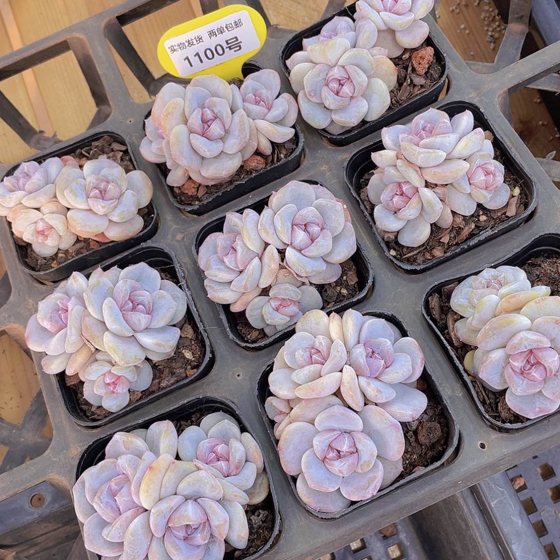 1100号 芋圆啵啵群生一个