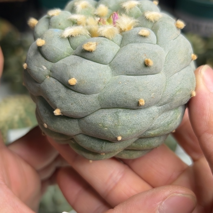 908可节后发货 可帮发根