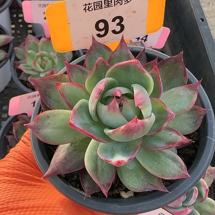 93 惊鸿仙子多肉植物6-9cm