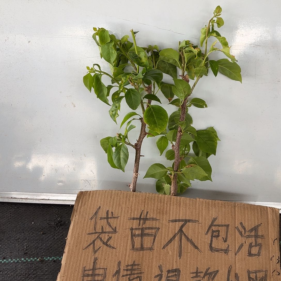 相***守无花朵袋苗盲盒两颗