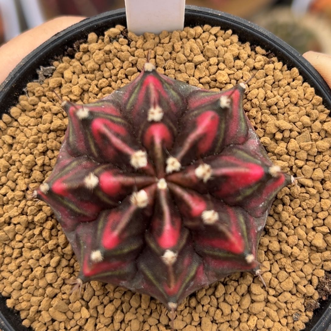 泰系实生米哈锦D66