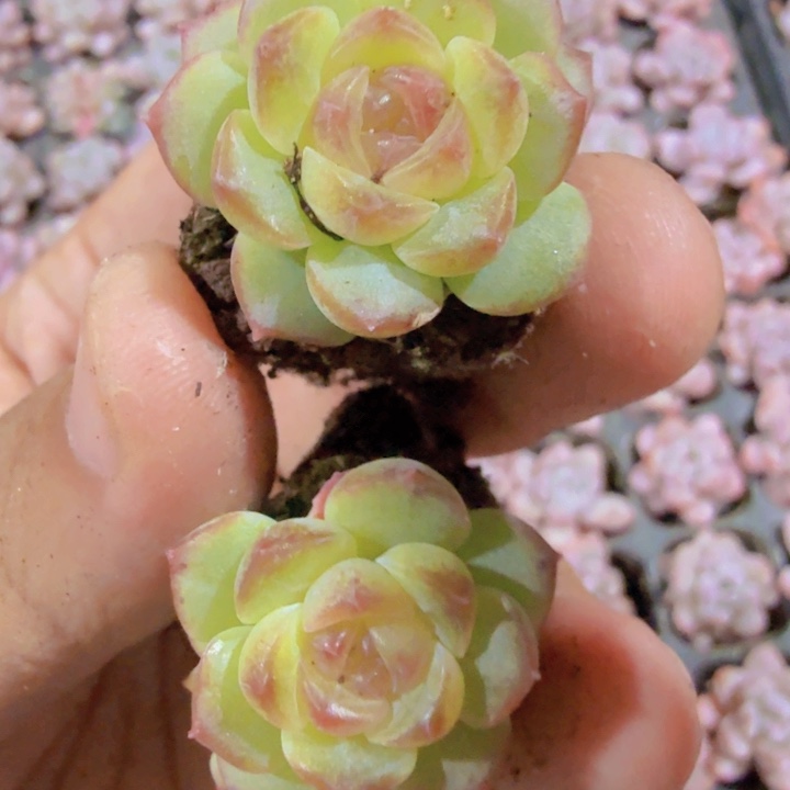 无尽灯穴盘一颗福利