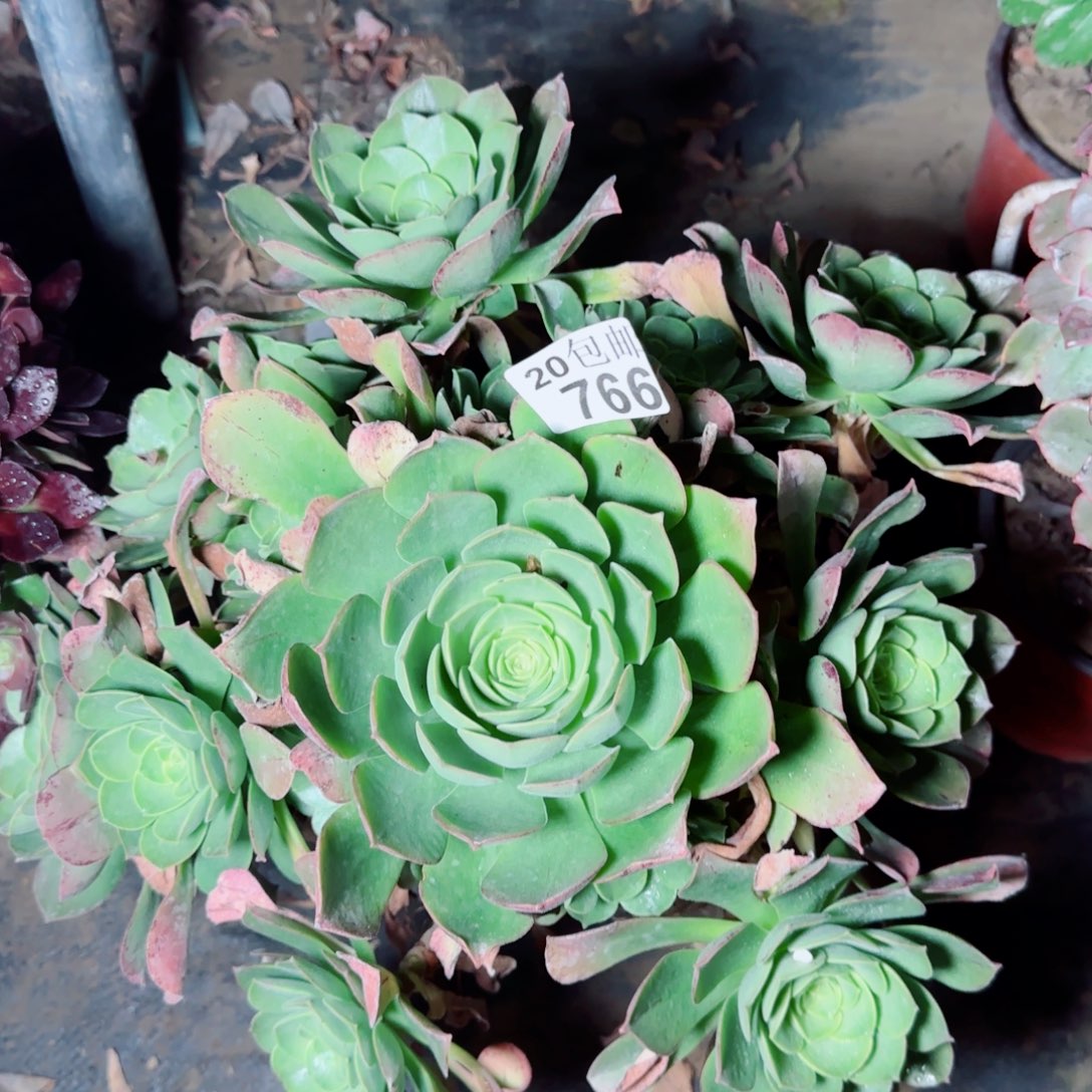 玉龙观音多肉766满20包邮断枝不包