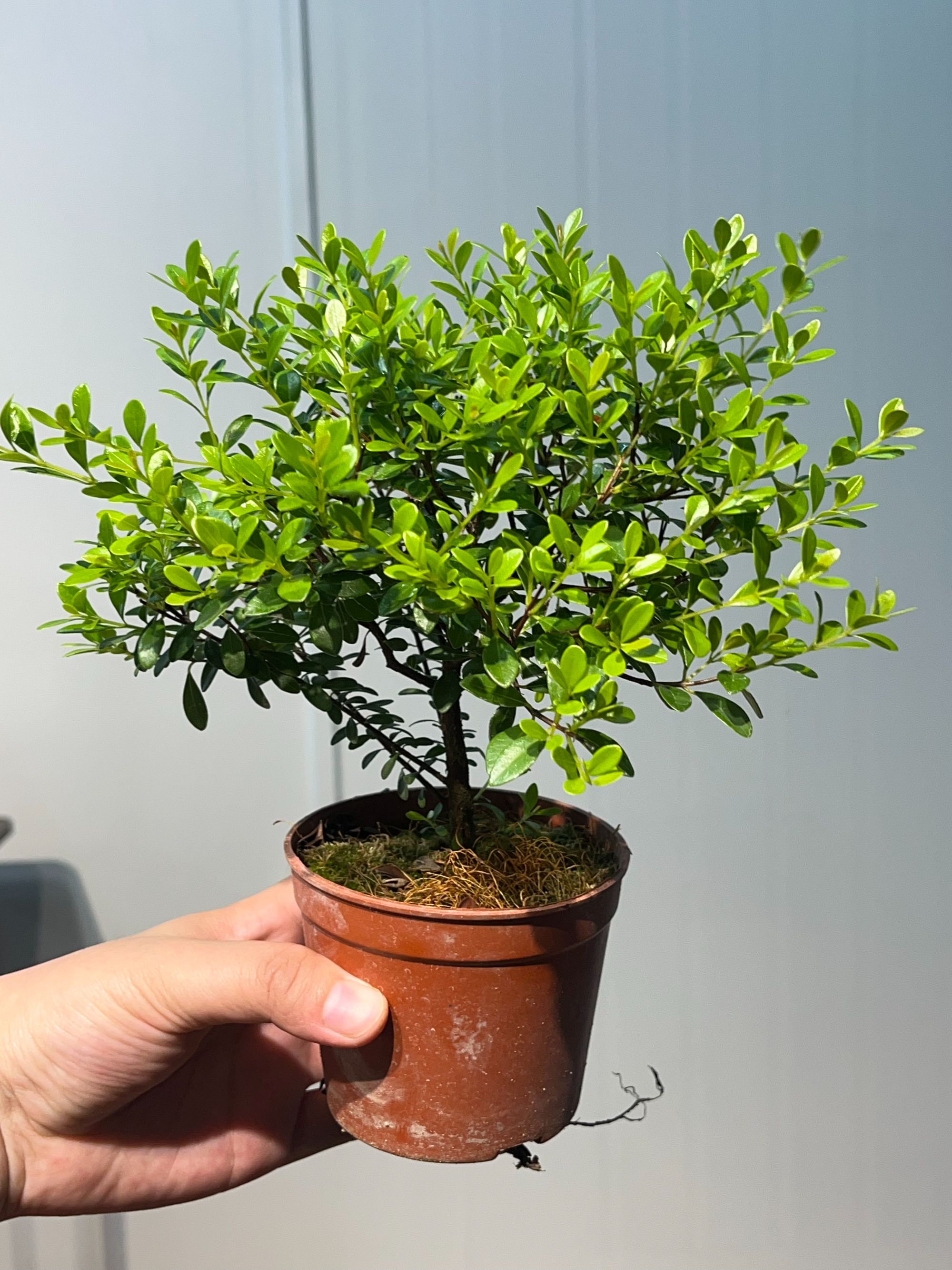 小叶赤楠盆景室内外好养四季常青净化空气绿植花卉盆栽