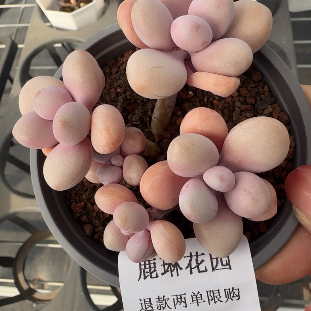 多肉很小看清楚下单拒绝非品质售后665