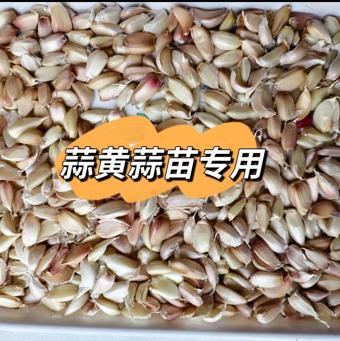 大青稞蒜种掰下来的蒜芯和小蒜瓣，可以种植蒜苗