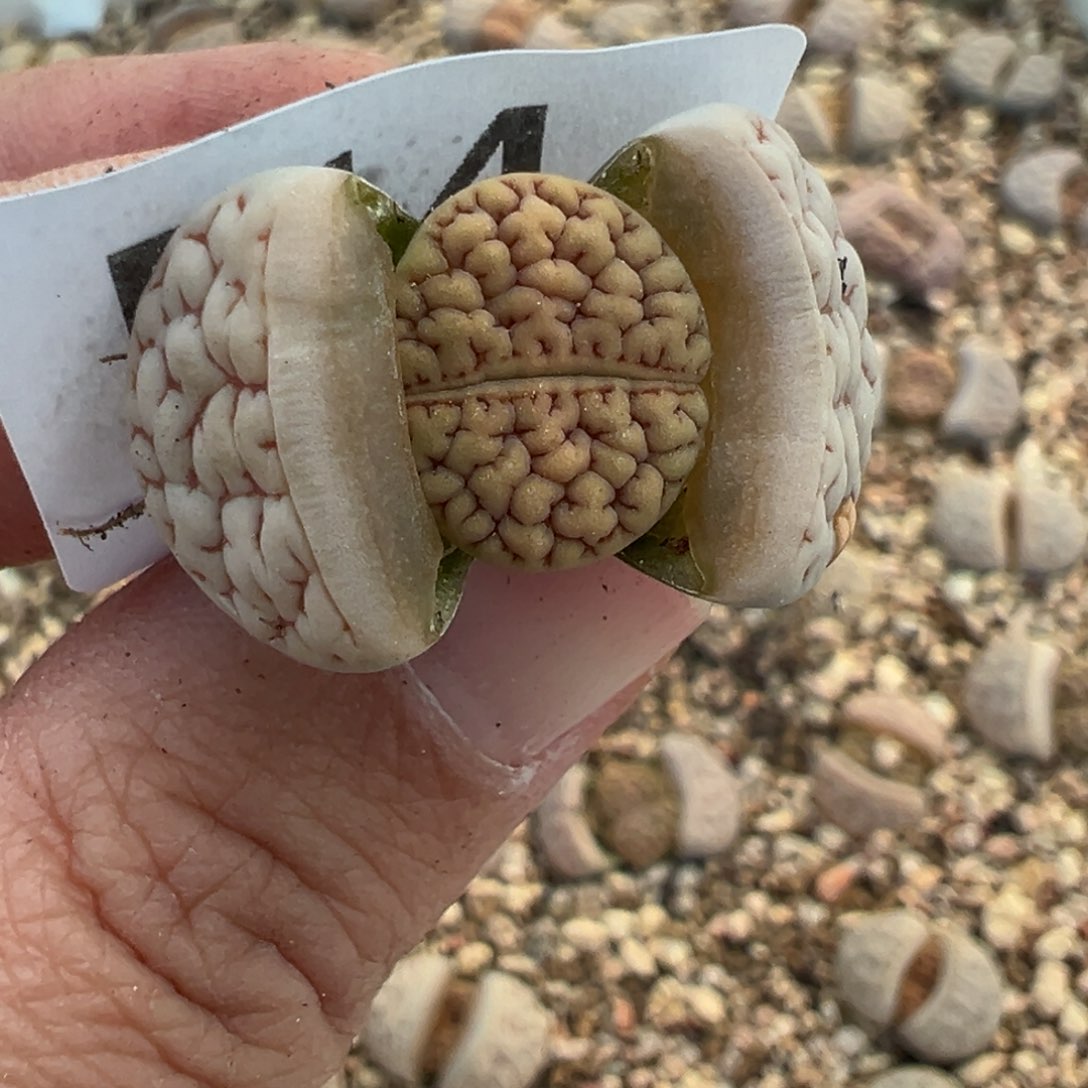 【闪购商品】514……