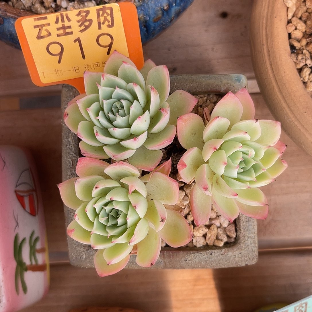 王***王云尘多肉一物一拍不含盆 919,