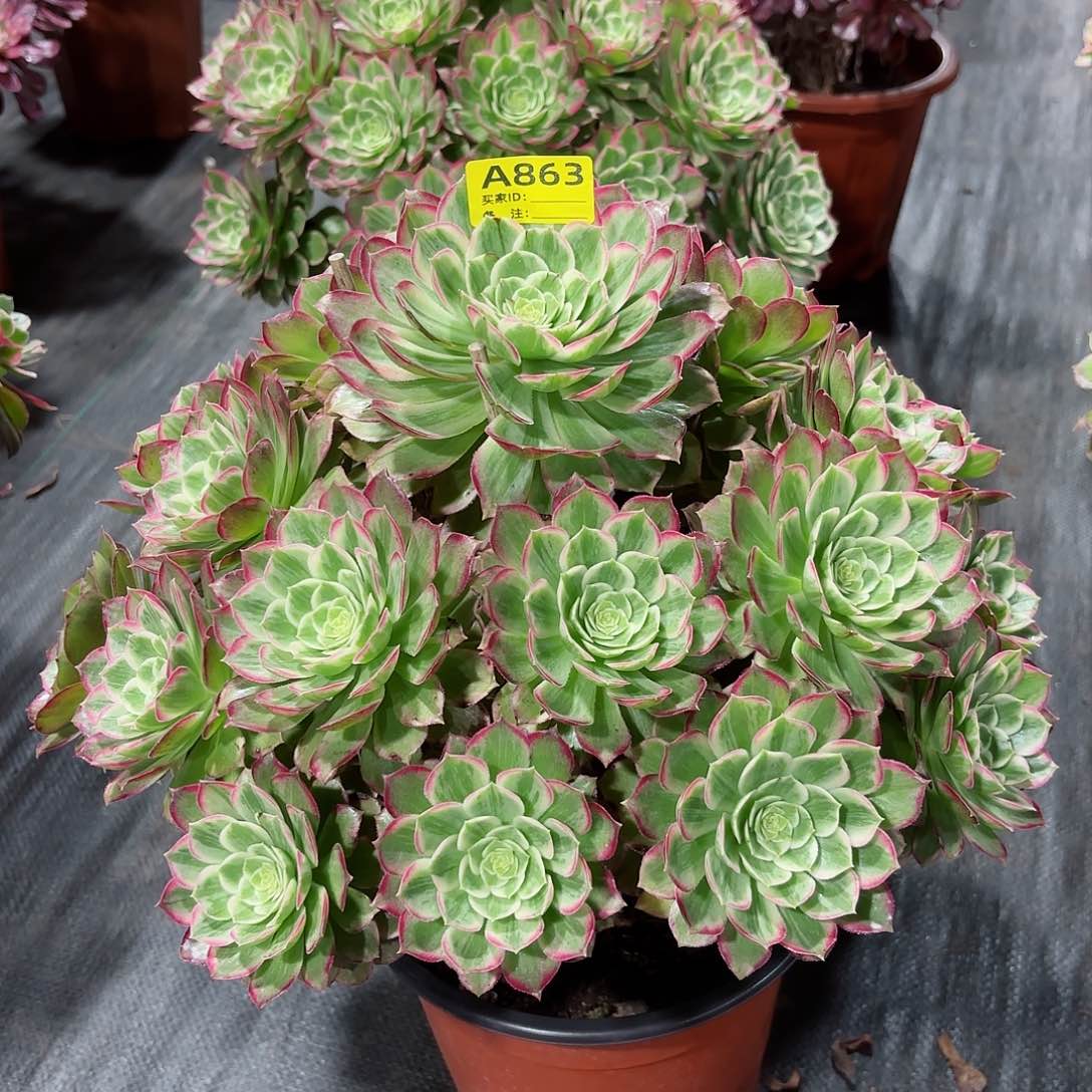 水晶莲花法师多肉植物863