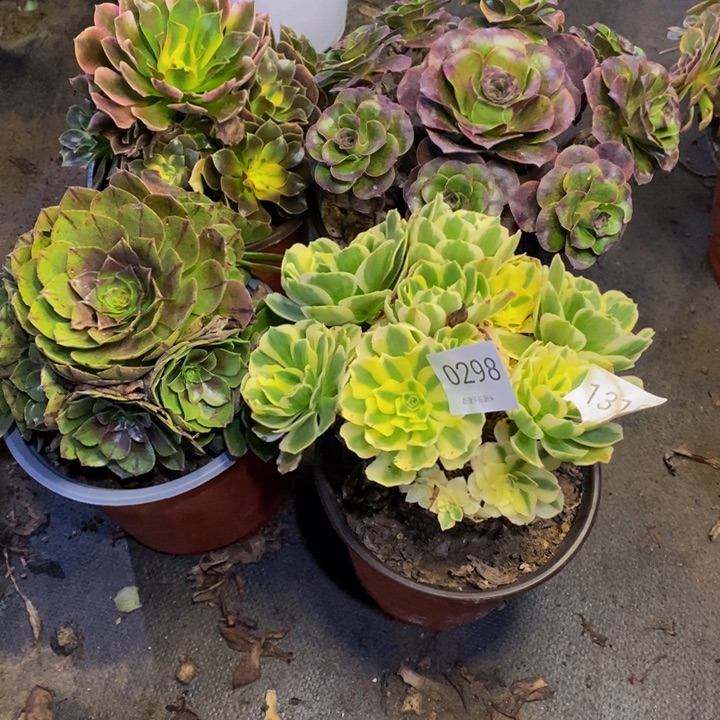 4盆多肉断头不包1315