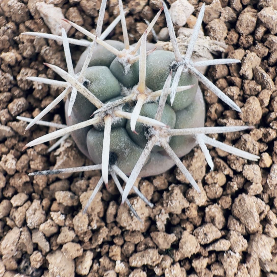 实生大祥冠仙人球脱土发货