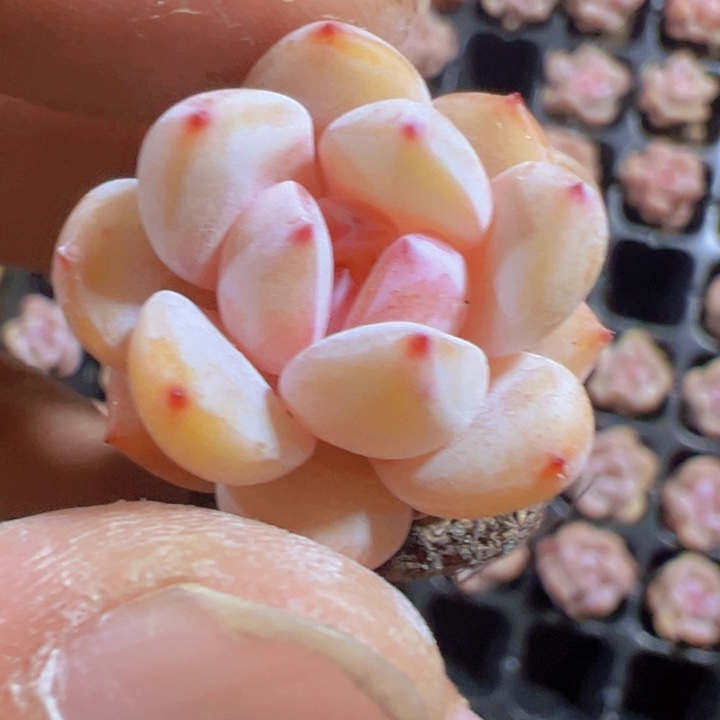 粉笔精品多肉植物大战