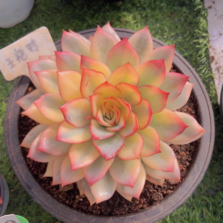 健健康康平平安安