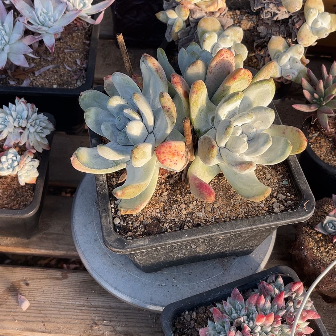 晨溪园艺仙女杯呀