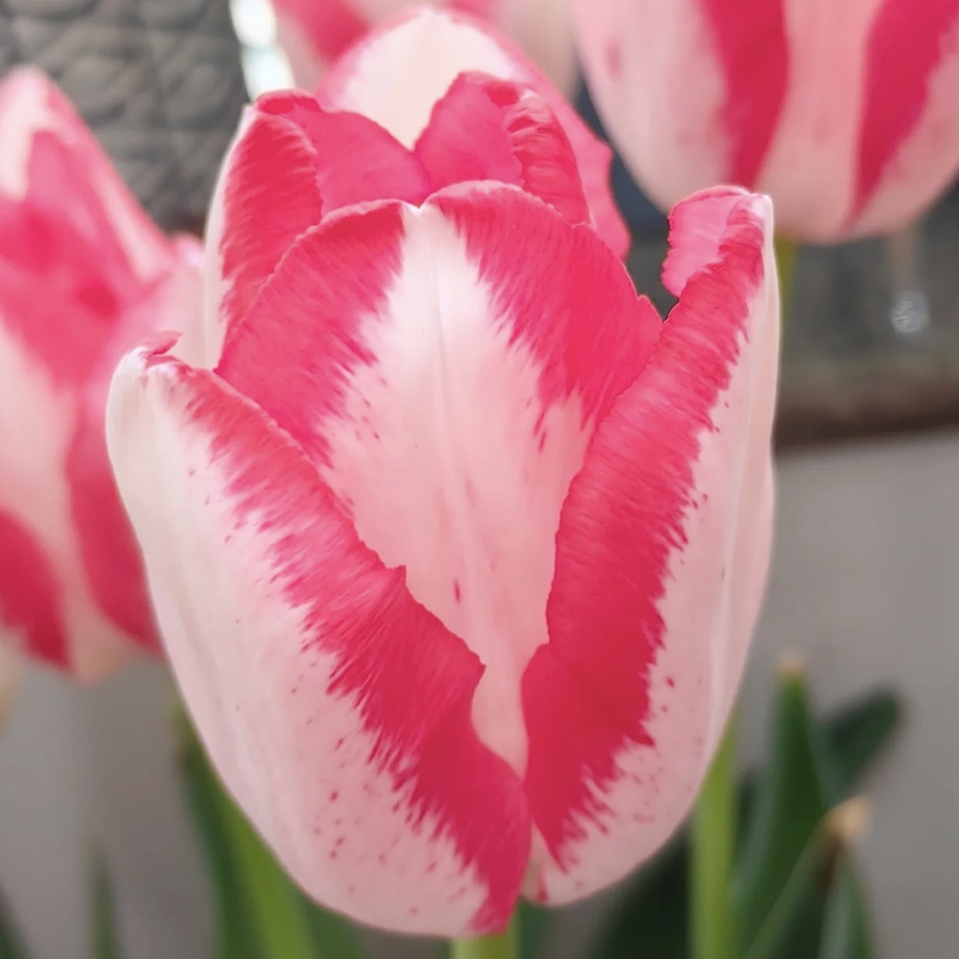 5颗盆栽/进口5度球（单瓣）郁金香1盆《时尚周长12+》栽好发货