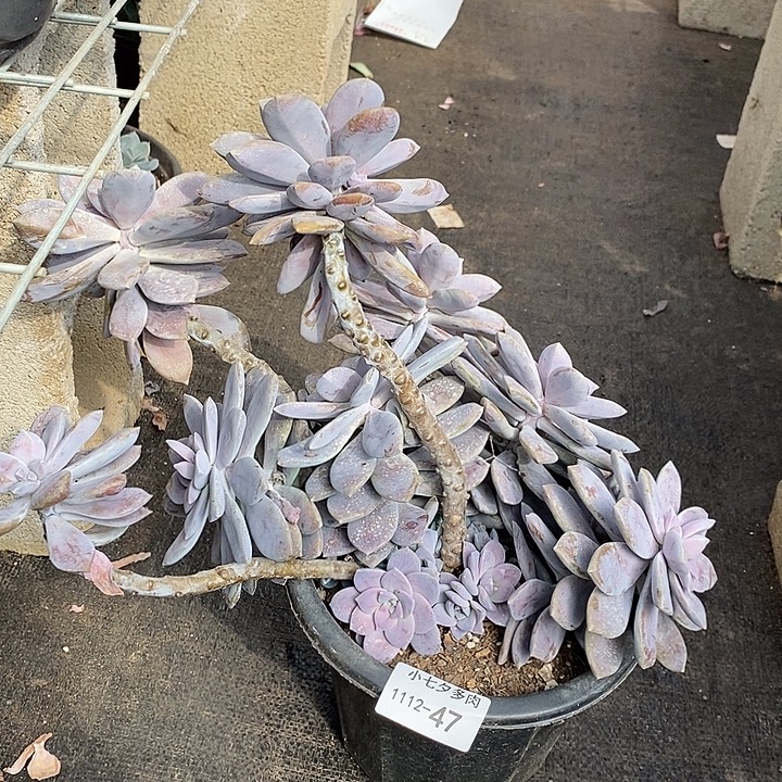 丽***6小七夕多肉华丽风车47