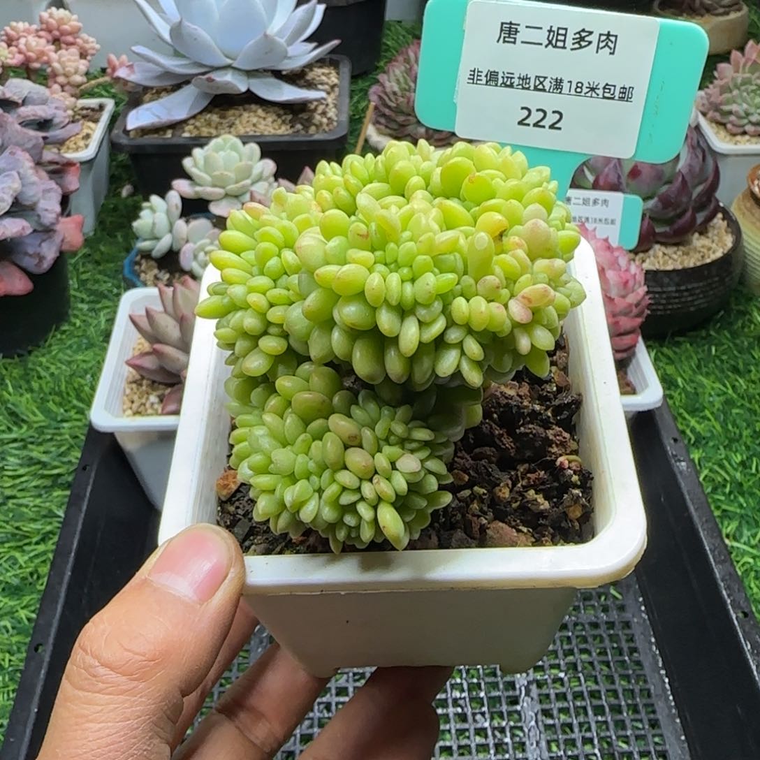 唐二姐多肉编号222