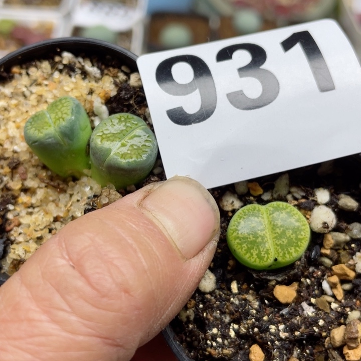 931绿弁天黄巴厘