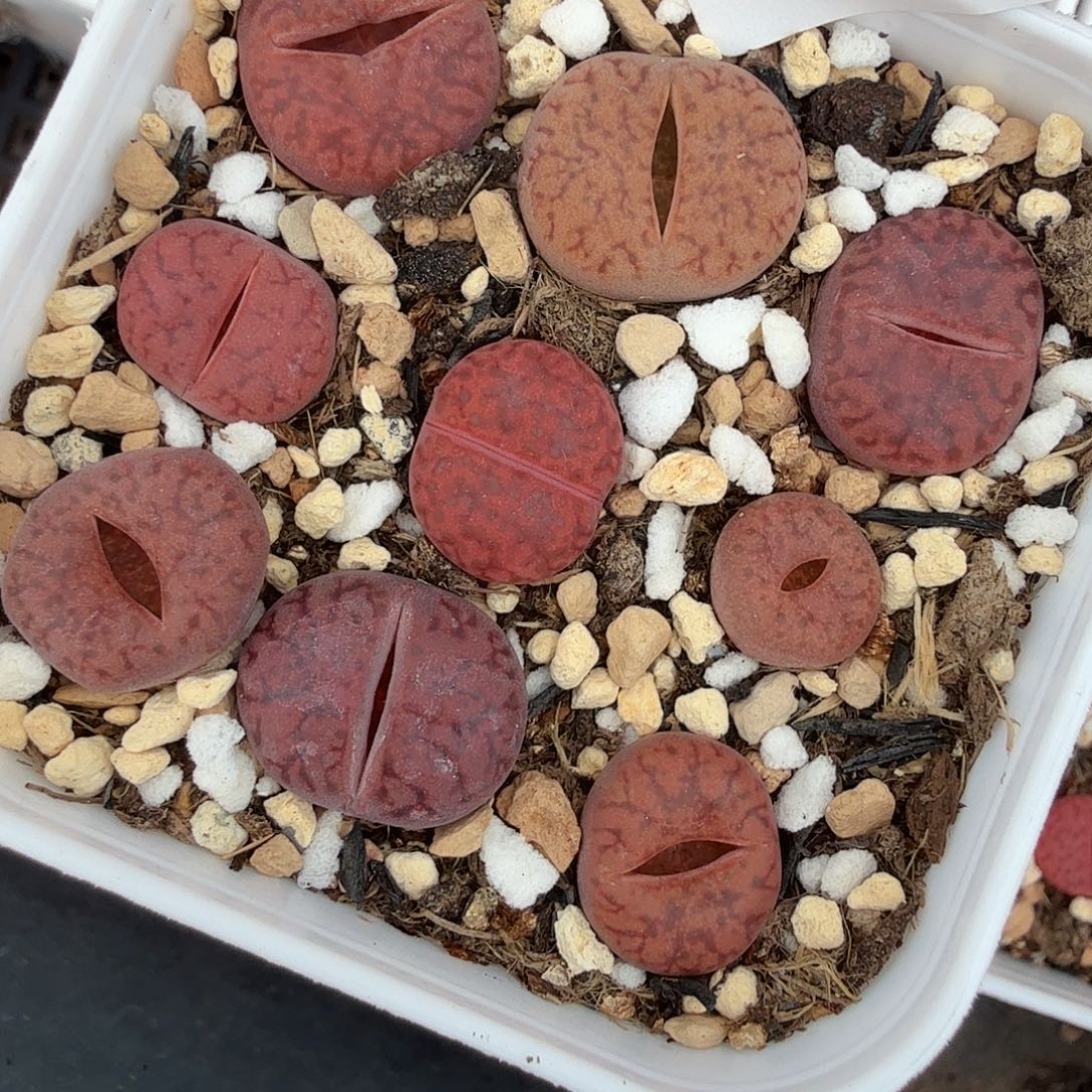 哈哈哈笑到打屁啊284