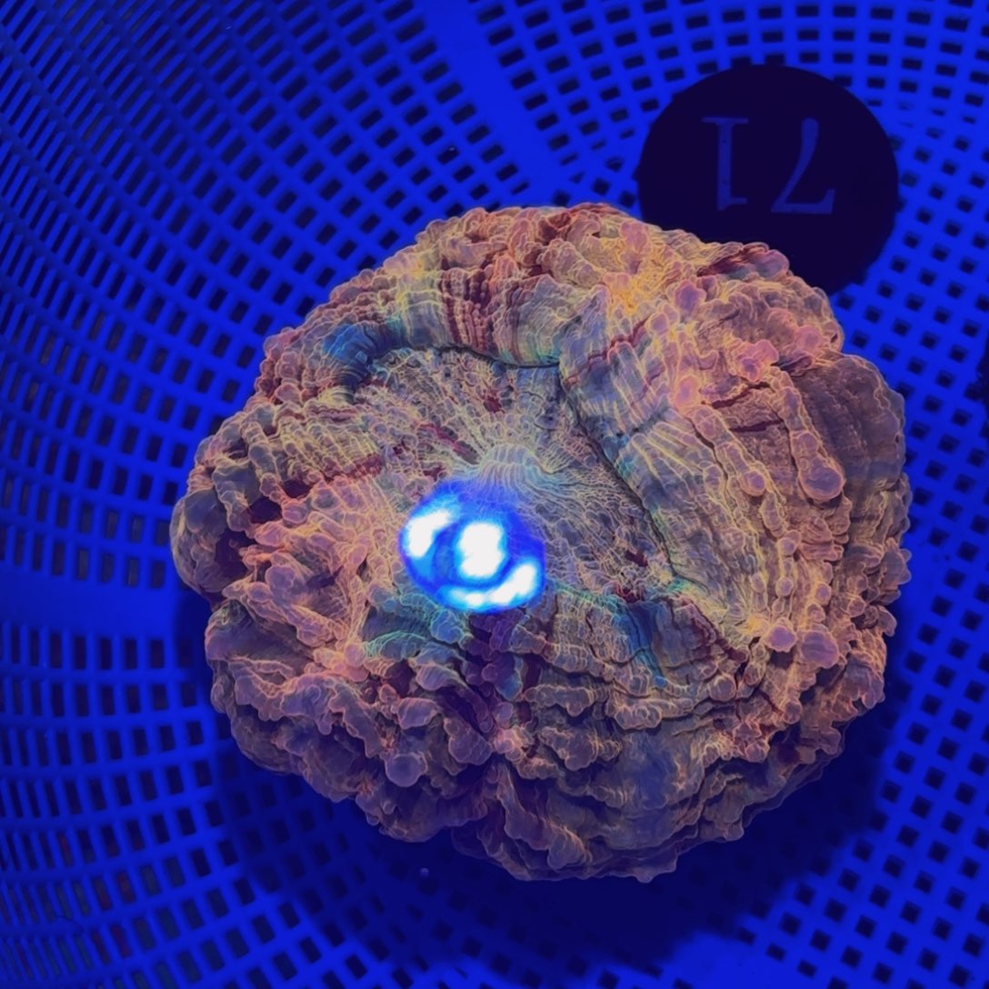*****纽扣珊瑚彩虹富士补差价